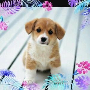 Meet your Posher, Max